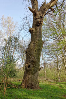 Eiche bei Pratjau