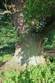 Eiche auf der Gutskoppel in Tessenow