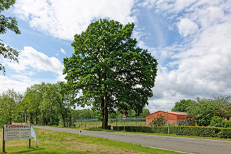 Eiche in Laderholz