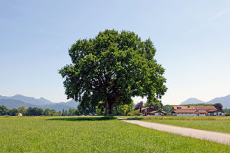 Eiche bei Raubling