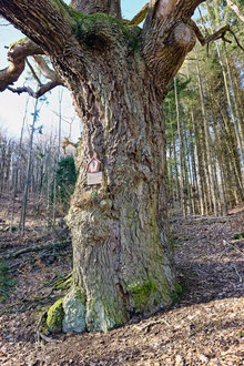 Dicke Eiche bei Gerbershausen