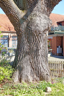 Eiche in Weyhausen