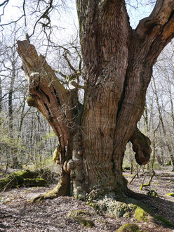 Friederikeneiche im Hasbruch bei Hude