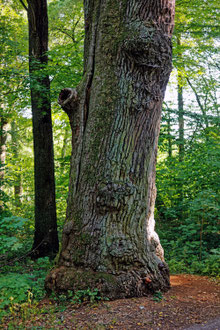 Eiche bei Prötzel