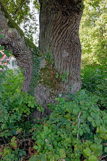 Eiche am Hollerbrunnen in Weierhof