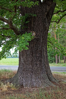 Fischer's Eiche bei Niebelhorst