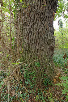 Eiche im „Tännchen“ bei Weißensee