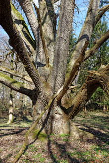 Eiche bei Bothkamp