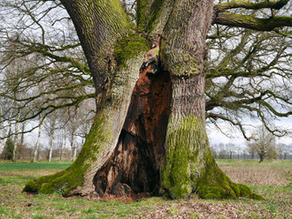 Eiche auf der Allerwiese bei Wienhausen