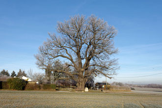 Schwedeneiche bei Weida