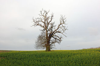 Eiche bei Prüzen