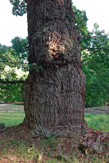 Knusteiche im Ivenacker Tiergarten