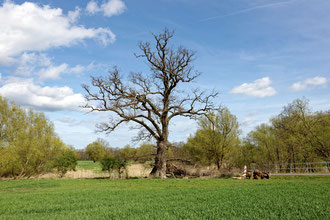 Drillingseiche bei Rothenmoor