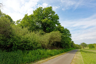 Eiche bei Bersrod