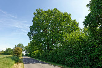 Eiche an der Straße bei Gudow