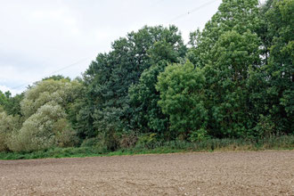 Eiche bei Kirch Grubenhagen