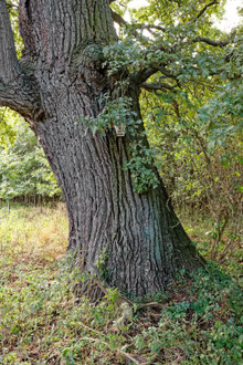 Eiche bei Kittendorf
