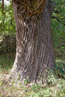 Eiche bei Kittendorf