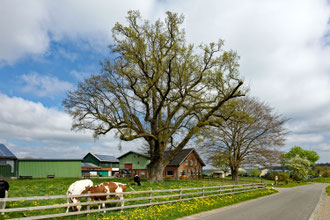 Eiche in Barlohe