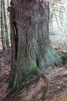 Eiche im Buchenbachtal bei Friesen