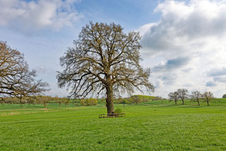 Eiche bei Gut Rantzau