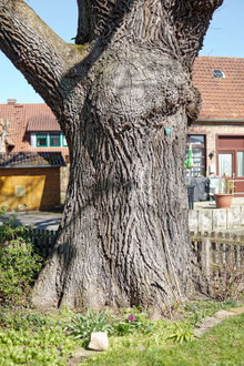 Eiche in Weyhausen