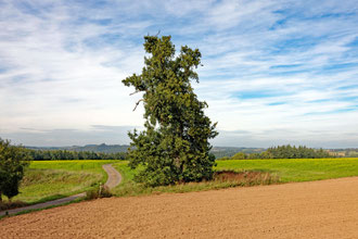 Weinbacheiche bei Niederscheidweiler