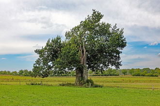 Hohle Eiche bei Neuhof