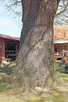 Eiche in Wasbüttel