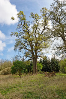 Eiche im Gehege Flehm bei Dobersdorf