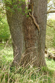 Eiche im Gehege Flehm bei Dobersdorf