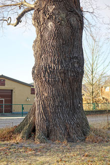 Eiche bei Teichnitz