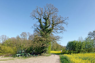 Eiche bei Kayhof
