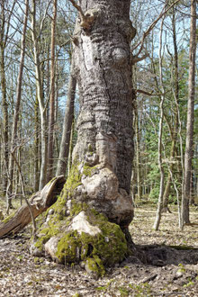 Wilddiebseiche bei Langenholzhausen