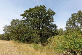 Eiche bei Liebenberg