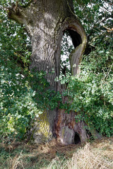 Weinbacheiche bei Niederscheidweiler