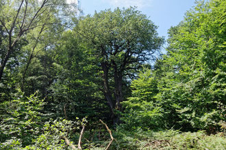 Eiche im Urwald Sababurg