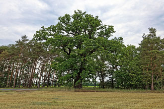 Fischer's Eiche bei Niebelhorst