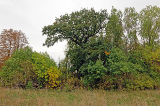 Eiche im „Tännchen“ bei Weißensee