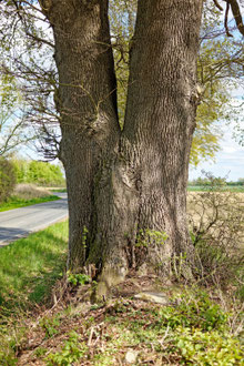 Eiche an der Straße bei Gudow