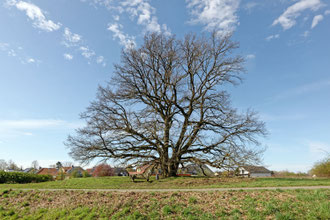 Eiche bei Harxbüttel