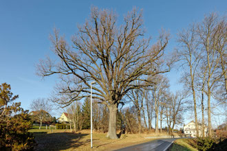 Eiche an der Belgermühle in Großschweidnitz