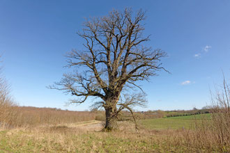 Eiche Jasdorf