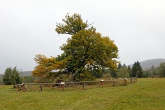 Gerichtseiche bei Drei Annen Hohne