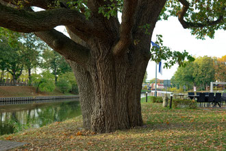 Höltingmühlen-Eiche in Meppen