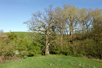 Eiche bei Bergfeld