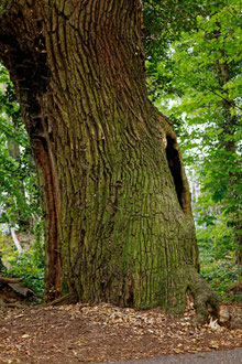 Teufelseiche bei Behlendorf