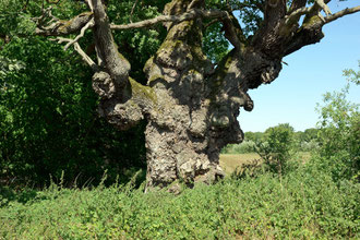 Knorreiche bei Rothenmoor