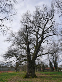 Eiche auf der Allerwiese bei Wienhausen