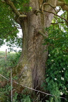 Eiche bei Reinstorf